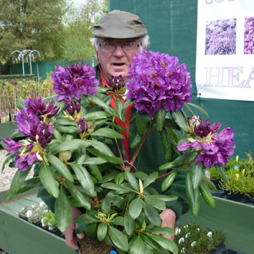 Rhododendron Marcel Menard - Hardy Hybrid | ScotPlants Direct